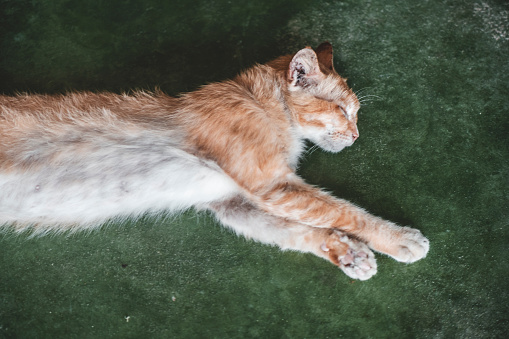 Ginger cat sleeping on a green floor.