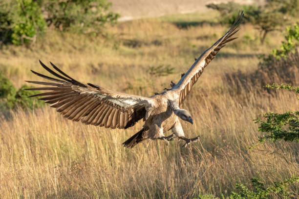 istock African white-backed vulture spreads wings to land 1162563178