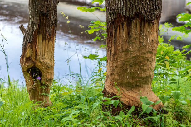Damaged trees cut by beavers by a river in Sweden