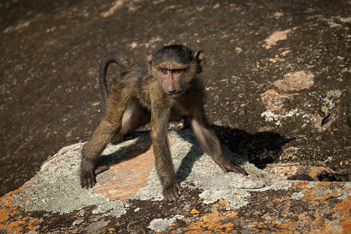 Baby olive baboon standing on lichen-covered rock