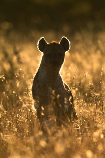 istock Backlit spotted hyena sitting in long grass 1162563844