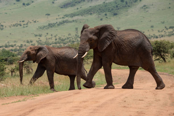 istock Big and small African elephant cross track 1162563980