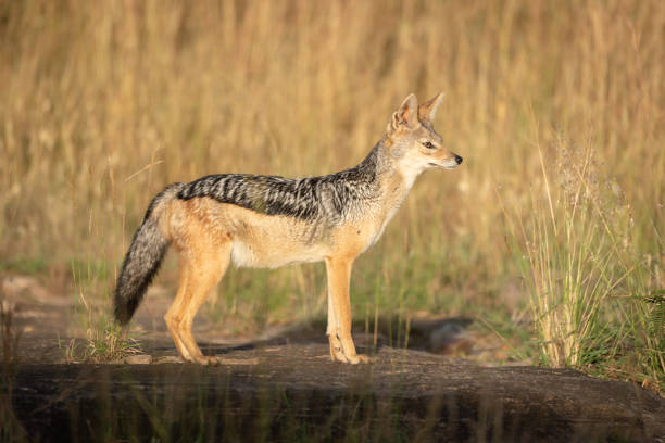 istock Black-backed jackal stands in profile in sunshine 1162564010