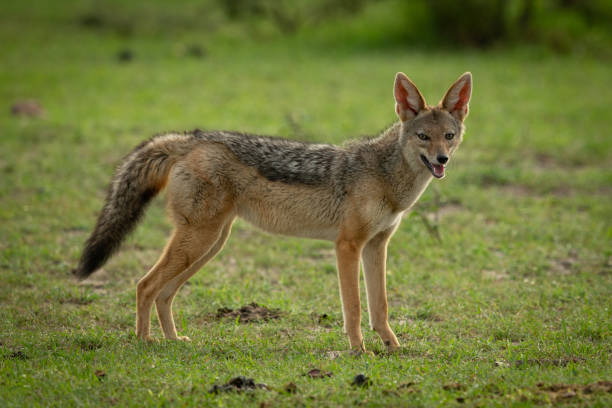 istock Black-backed jackal stands in grass eyeing camera 1162564019