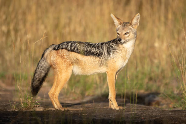 istock Black-backed jackal stands in profile turning head 1162564042