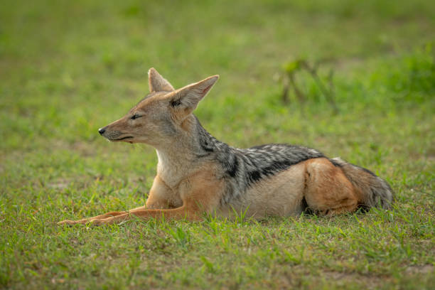istock Black-backed jackal lies in grass facing left 1162564115