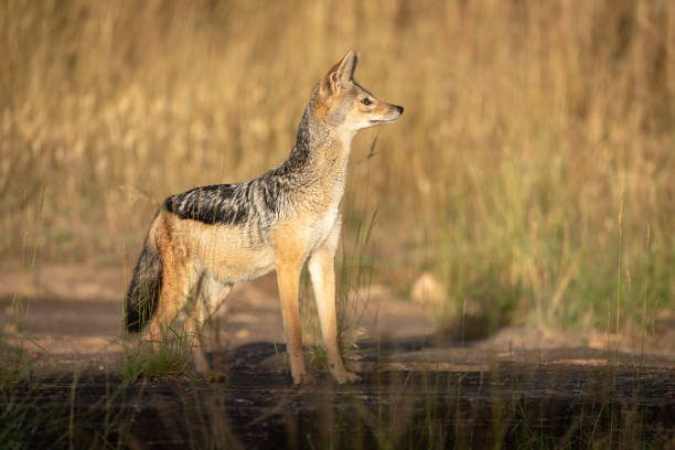 istock Black-backed jackal stands in grass in sunshine 1162564123