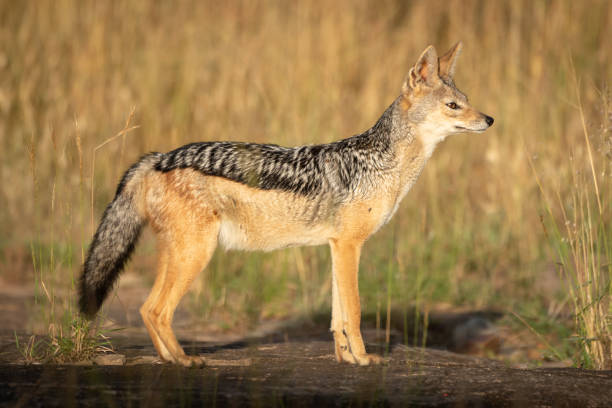 istock Black-backed jackal stands in sunshine in profile 1162564195