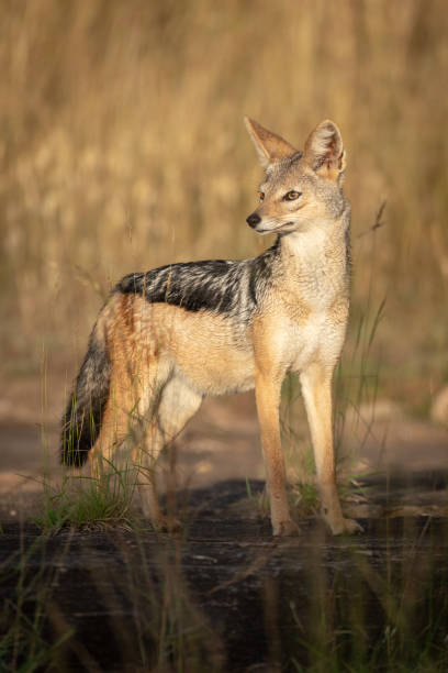 istock Black-backed jackal stands on rock in sunshine 1162564197
