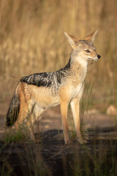 istock Black-backed jackal stands in sunshine in grass 1162564198