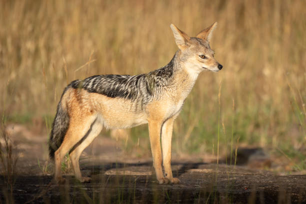 istock Black-backed jackal stands in sunshine on rocks 1162564320