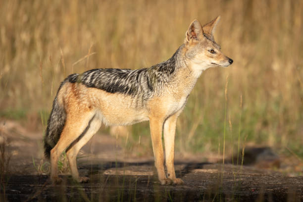 istock Black-backed jackal stands in sunshine staring ahead 1162564322