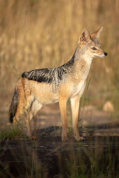 istock Black-backed jackal stands in sunshine lifting head 1162564336