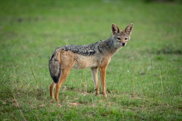 istock Black-backed jackal stands on grass in shade 1162564340