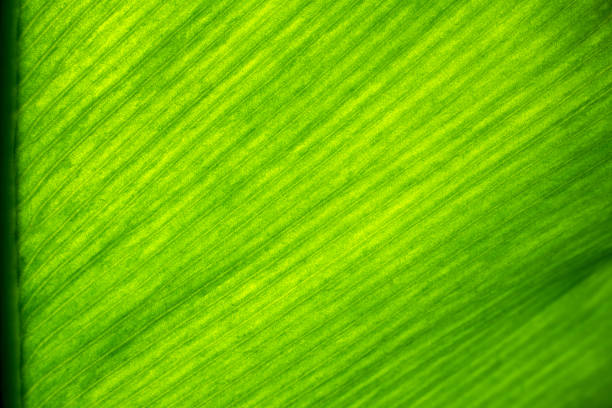 Close up of fresh green leaf texture.