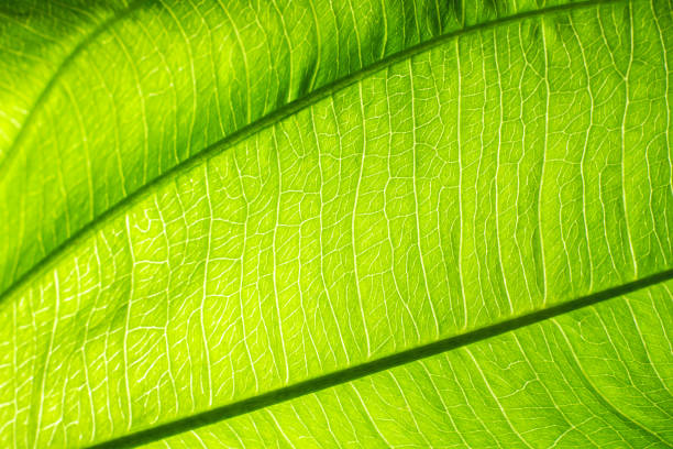 istock Close up of fresh green leaf texture. 1162564428