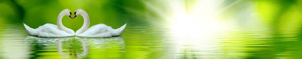 istock image of two swans on a lake close up 1162564677