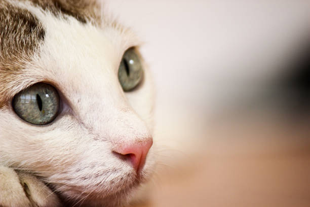 Close up of the cat face