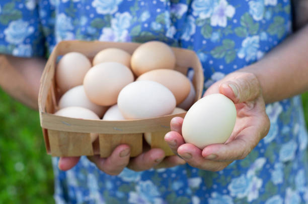 istock Cute grandmother holds a tray with eggs. Close up with selective focus for eggs or eggs. 1162566026