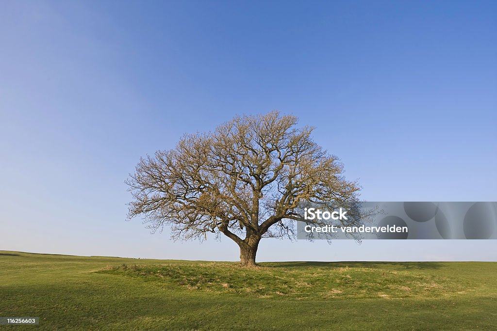 Winter Oak - Lizenzfrei Alterungsprozess Stock-Foto