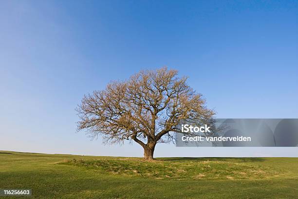 Winter Oak Stockfoto und mehr Bilder von Alterungsprozess - Alterungsprozess, Baum, Eiche