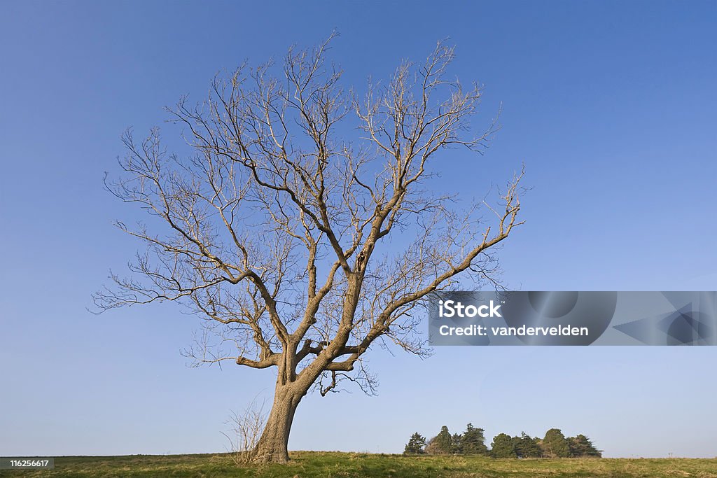 Giovane inverno Oak - Foto stock royalty-free di Albero
