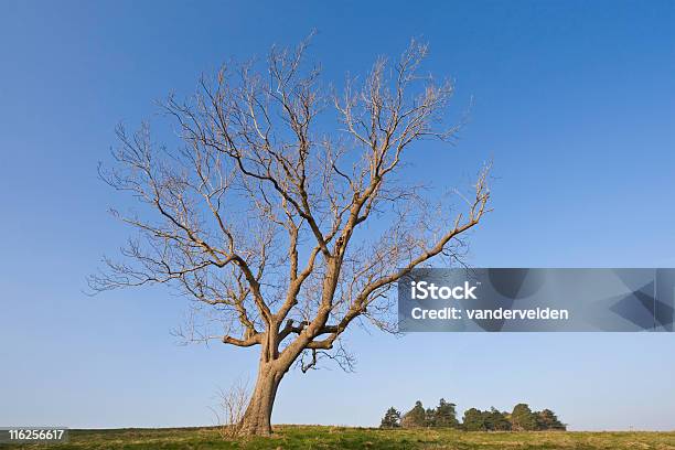 Młody Zima Oak - zdjęcia stockowe i więcej obrazów Bez ludzi - Bez ludzi, Bezchmurne niebo, Bezlistne drzewo