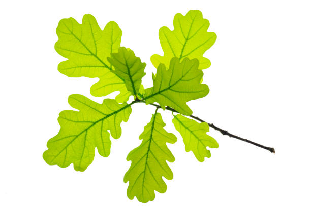 leaf of oak tree isolated - oak leaf leaf oak tree spring imagens e fotografias de stock