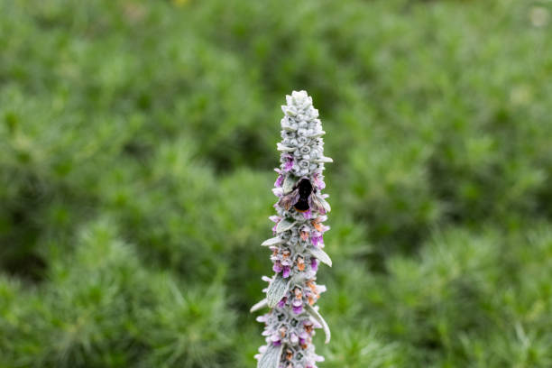 istock Various plant flower label photos 1162568964