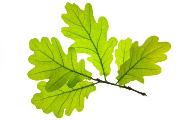 고립 된 오크 나무의 잎 - spring oak tree leaf oak leaf 뉴스 사진 이미지