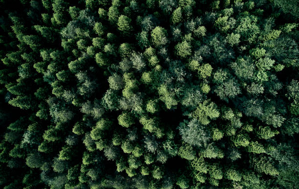 istock Aerial top view of spring in forest in rural 1162570355