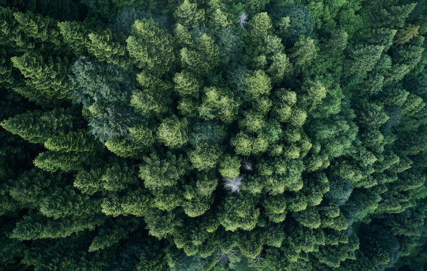 istock Aerial top view of spring in forest in rural 1162570357
