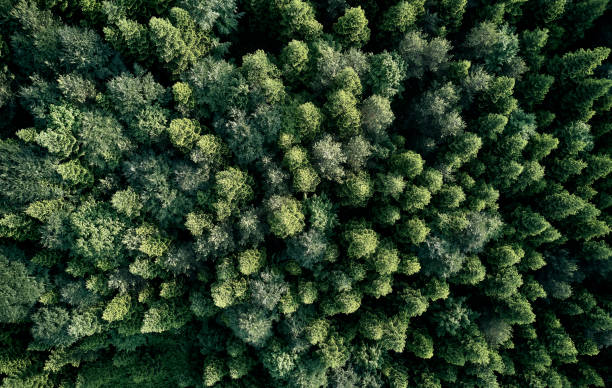 istock Aerial top view of spring in forest in rural 1162570368