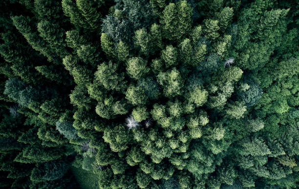 istock Aerial top view of spring in forest in rural 1162570373