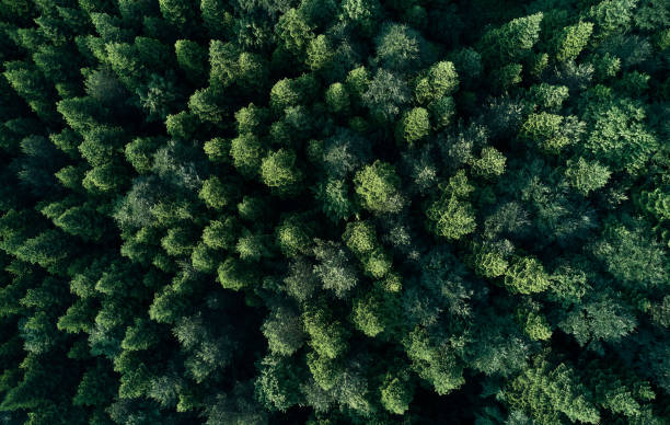 istock Aerial top view of spring in forest in rural 1162570391
