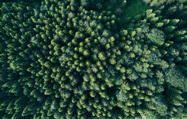 istock Aerial top view of spring in forest in rural 1162570396