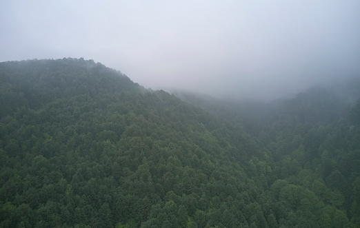 Picture of a spruce forest on a cold foggy day