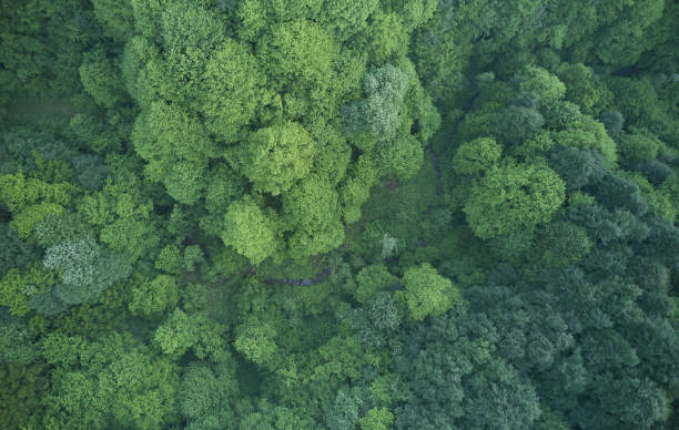 istock Aerial top view of spring in forest in rural 1162570415