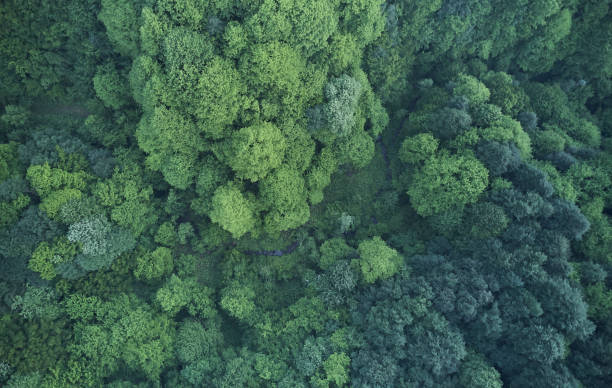 istock Aerial top view of spring in forest in rural 1162570416