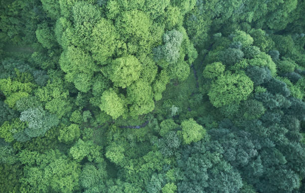 istock Aerial top view of spring in forest in rural 1162570432