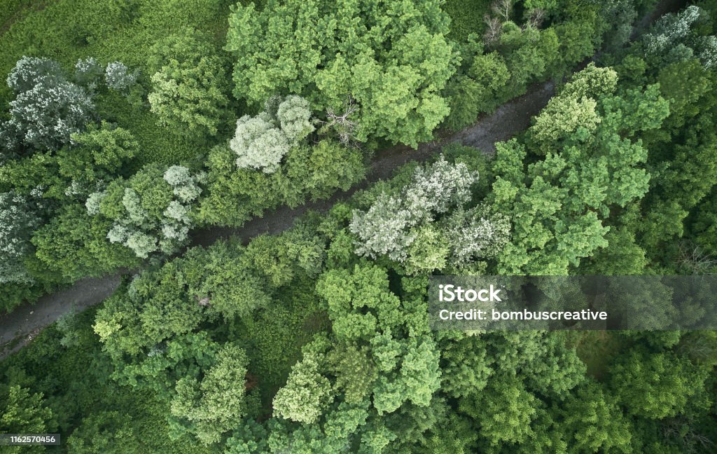 Aerial photos of rainy forest Protection Stock Photo
