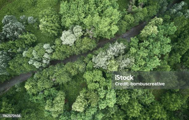 Aerial Photos Of Rainy Forest Stock Photo - Download Image Now - Protection, Amazon Rainforest, Amazon Region