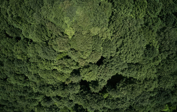 istock Aerial top view of spring in forest in rural 1162570495