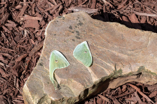 luna falena ala da vicino - lime butterfly foto e immagini stock