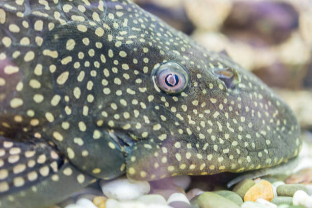 Aquarium Fish Bushymouth catfish (Ancistrus dolichopterus). Aquarium Fish Bushymouth catfish (Ancistrus dolichopterus). Ancistrus dolichopterus, one of the Ancistrus species called the Bushymouth catfish, is a species of armored catfish native to Brazil. bullhead fish stock pictures, royalty-free photos & images