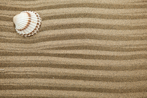 Horizontal photo of a sea shell on dry sand with waves