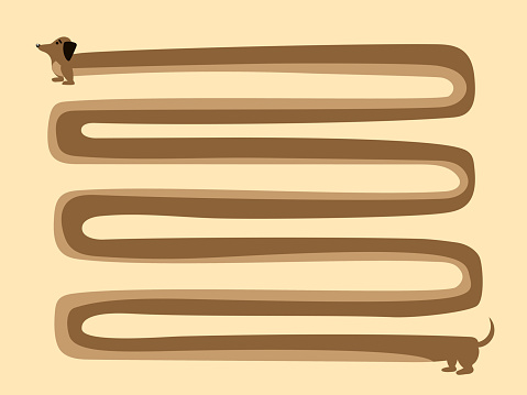 Very long sausage dog/ Dachshund illustration