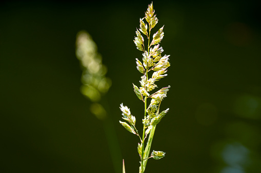 Lonely blooming Phalaris arundinacea, known as reed canary grass on blurred green background. lose-up of fluffy plant with copy space. Summer landscape, fresh wallpaper and nature background concept