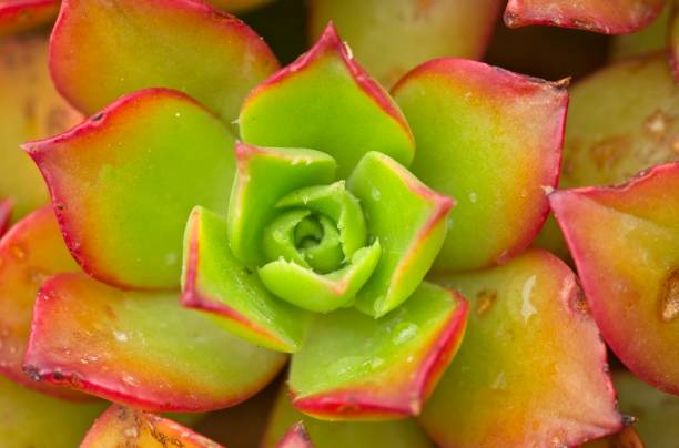 istock Close up of a green and red cactus with triangle shaped leaves 1162574355