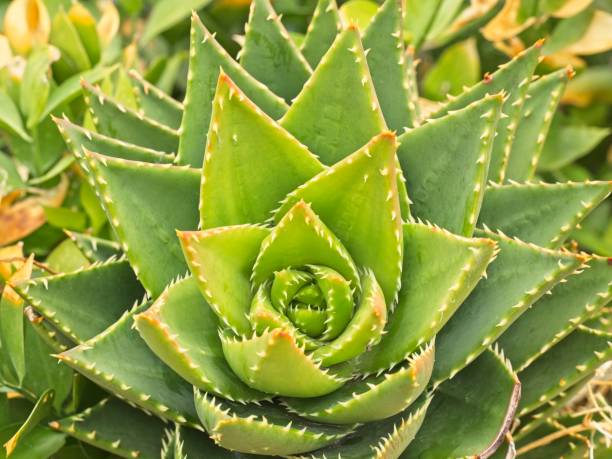 istock Horizontal image of a cactus with triangle shaped leaves 1162574360